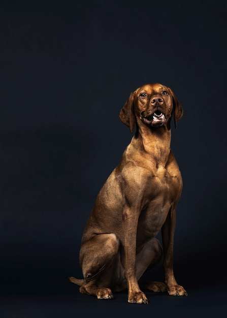 Different types of dog animals with photo modeling action