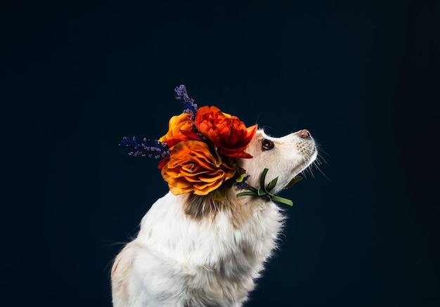 写真モデリングアクションを備えたさまざまな種類の犬の動物