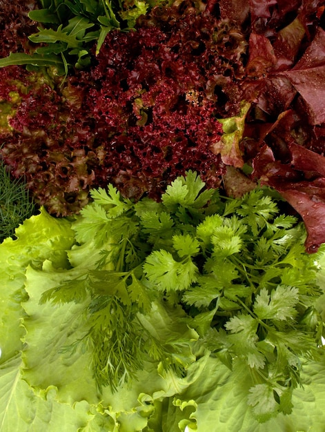 Photo different types of lettuce and spicy herbs