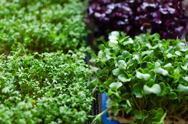 Foto diversi tipi di microgreens che crescono a casa per un'alimentazione sana o per un ristorante vista da vicino dall'alto foto di alta qualità