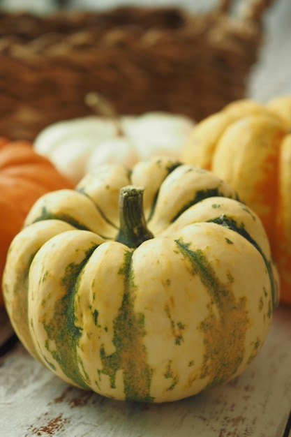 Different types of mini pumpkins color background