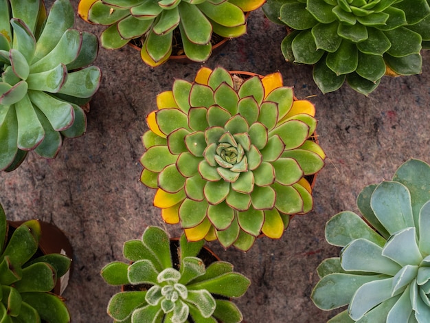 Photo different types of plants succulents. many pots with succulents echeveriya