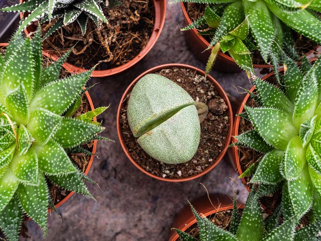 多肉植物の種類。多肉植物エチェベリアと多くのポット