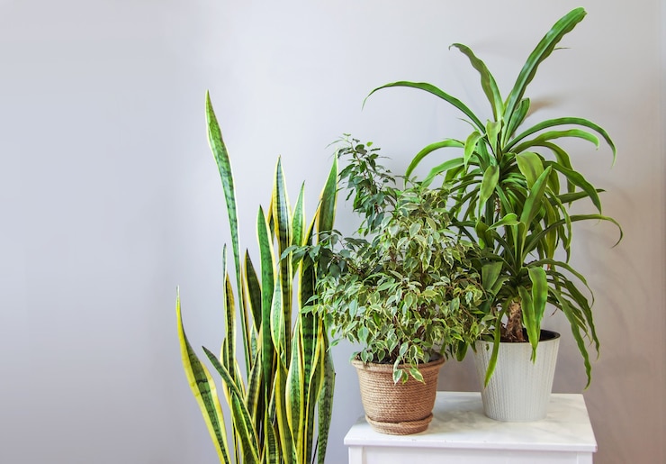 Photo different types of potted house plant in grey room green gardening background home decor copy space