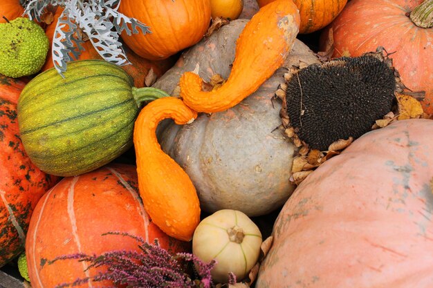 Different types of pumpkins and squashes with shining colours and interesting shapes
