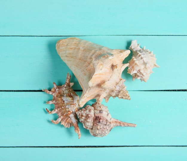 Different types of seashells close up on blue wood. Top view