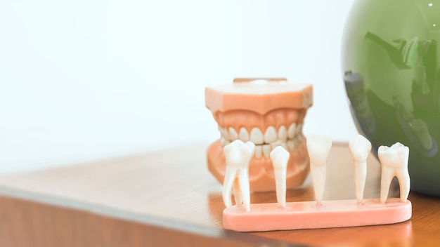 Different types of teeth model on table