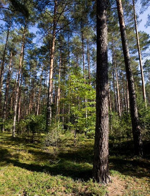 Different types of trees growing in a mixed forest, the autumn season of September.