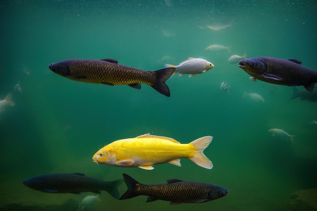 Foto diverse varietà di pesci che nuotano in uno stagno sotto l'acqua