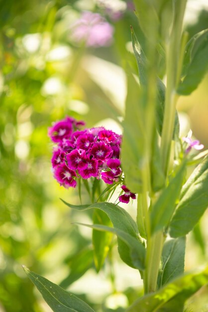 Different wild flowers in the flower bed background