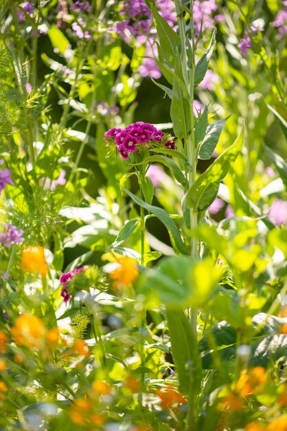 Different wild flowers in the flower bed background