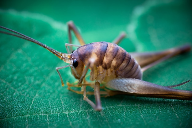 Differential Grasshopper eating a leaf.