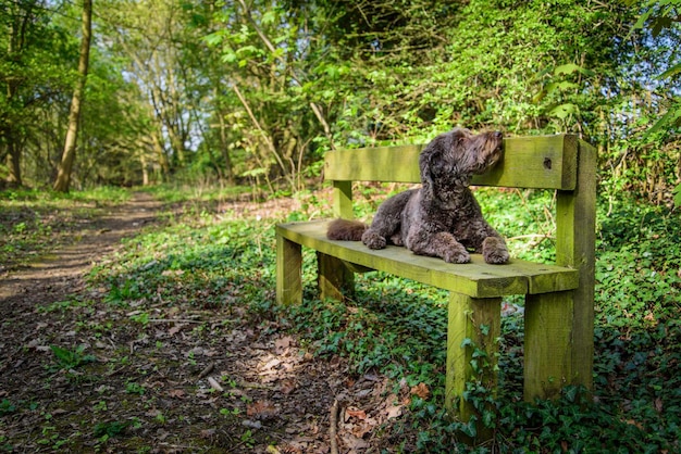 Photo dig sitting on bench in forest