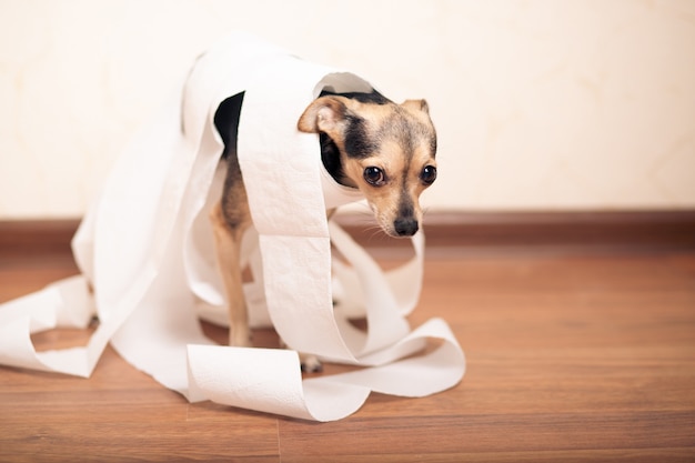 Digestive problems in dogs, small terrier in a pile of paper