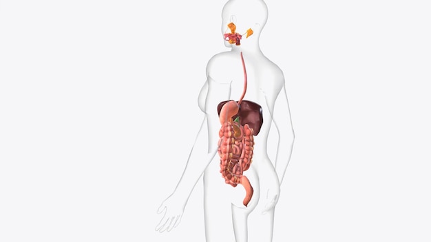 The digestive system breaks down the food we eat into tiny parts to give us fuel and the nutrients we need to live