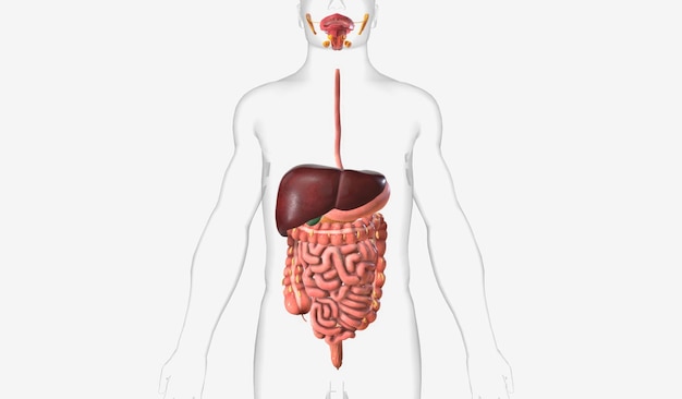 Photo the digestive system contains organs that absorb nutrients from