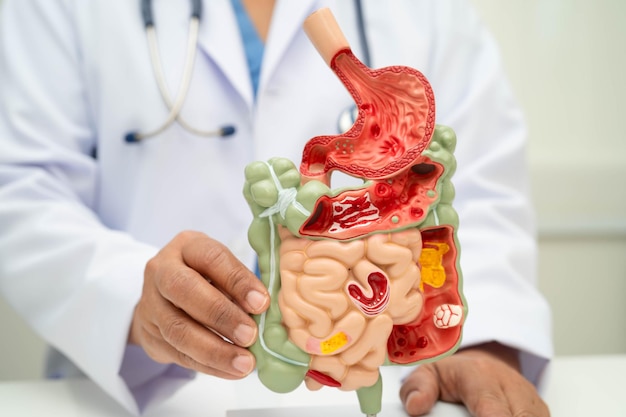 Digestive system with stomach and intestine Asian doctor holding human anatomy model for study diagnosis and treatment in hospital