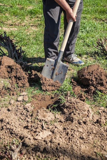 Перекапывание земли лопатой в саду весной