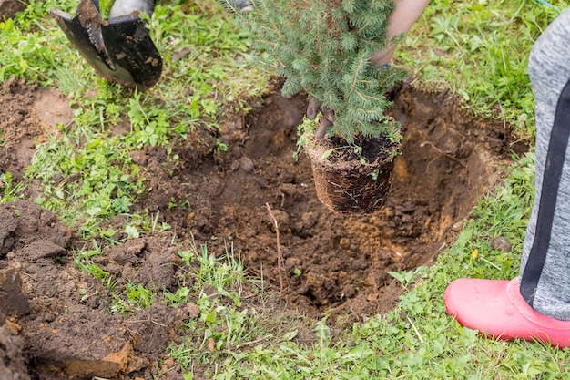 Выкапывая, садовник сажает мелкое хвойное дерево, корневую систему, сезонные работы в саду. пересадка растений.