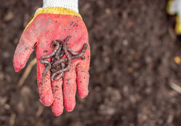 Digging potatoes in the garden. Worms in the hand. Time of harvest, planting potatoes. Family farmers. Seasonal work.