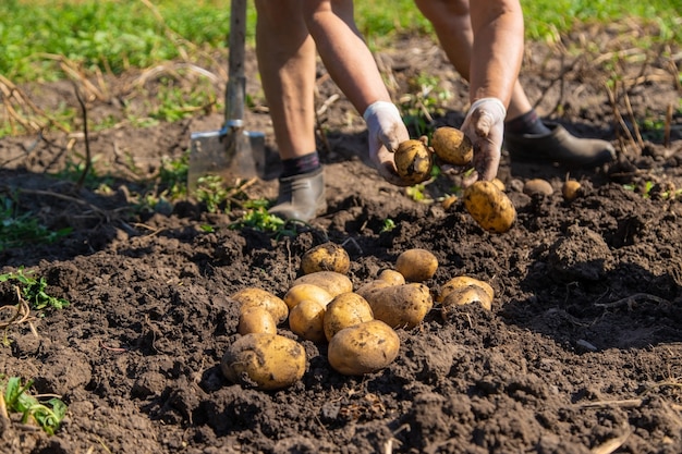 감자 파기. 농장에서 감자를 수확하십시오. 환경 친화적이며 천연 제품입니다.