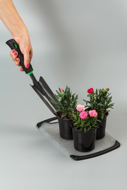 自宅でカーネーションの花を植えた鉢を掘る
