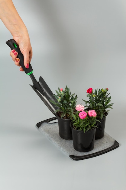 Digging in pots with carnation flowers at home