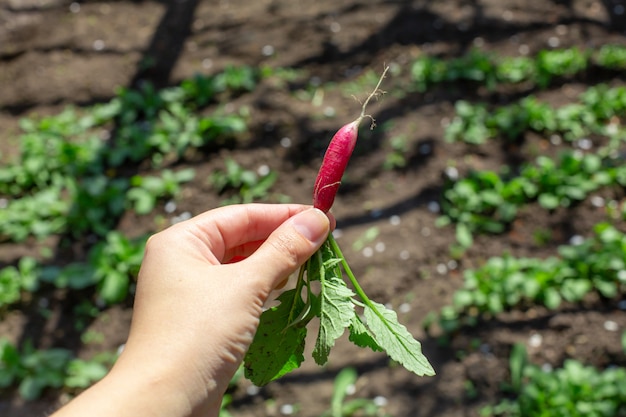 Digging up fresh radish in the garden.