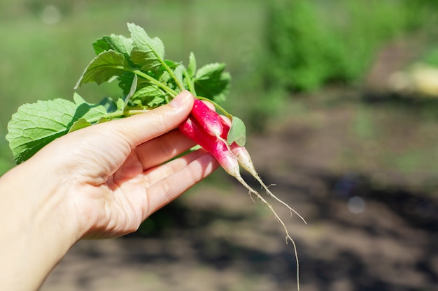 Digging up fresh radish in the garden