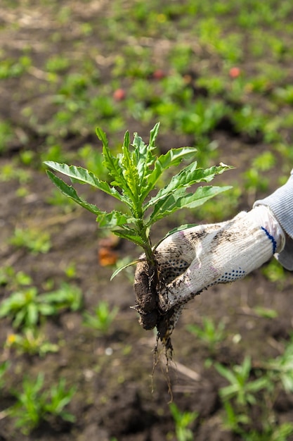 Digging up the weed sow thistle in the garden Selective focus