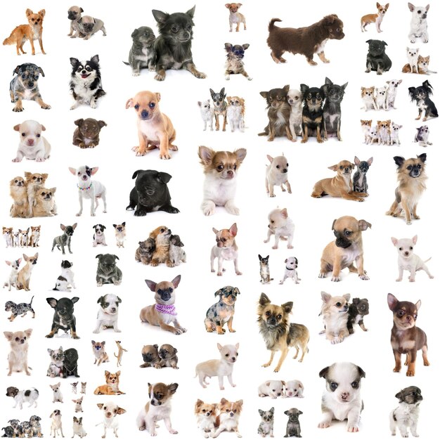 Photo digital composite image of dogs on floor