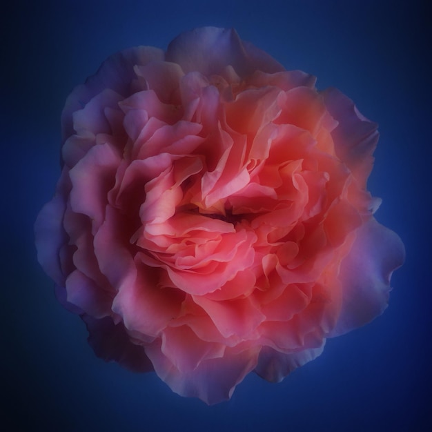 digital composite image of flower blooming outdoors