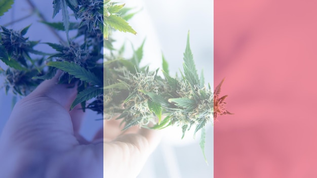 Photo digital composite image of french flag over person touching cannabis plant