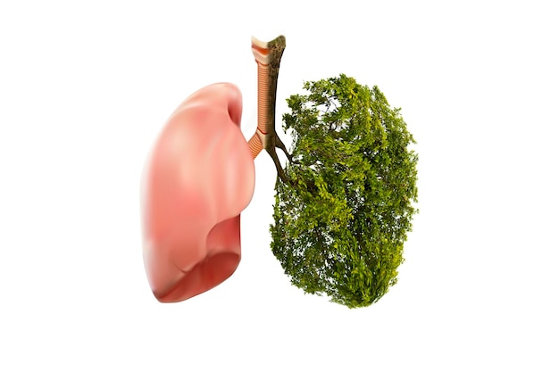 Foto immagine composita digitale di polmone umano e albero su sfondo bianco