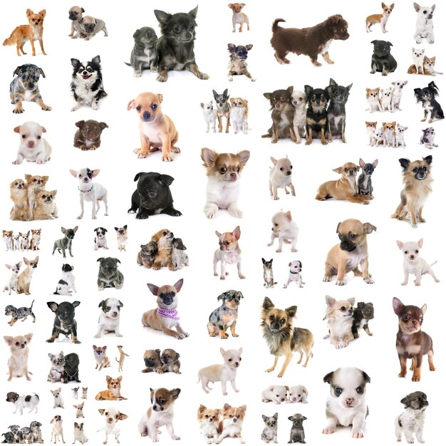 写真 床の上にある犬のデジタル複合画像