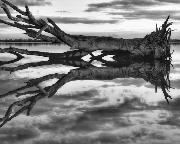 Foto immagine composita digitale di albero da lago contro il cielo