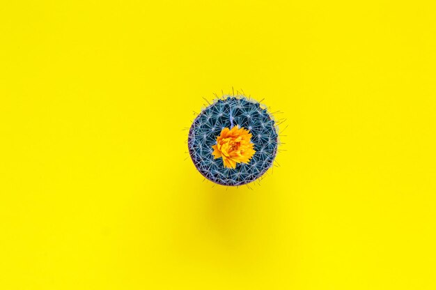 Digital composite image of a yellow flower