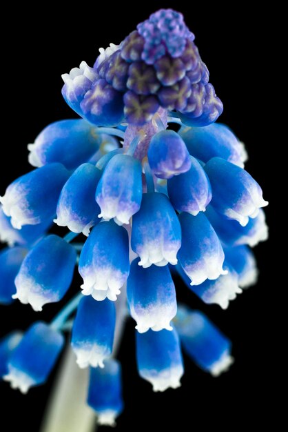 사진 블루벨 꽃 의 디지털 복합