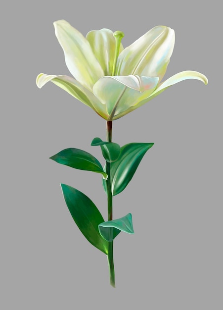 Digital drawing of white lily flower realistic sketching