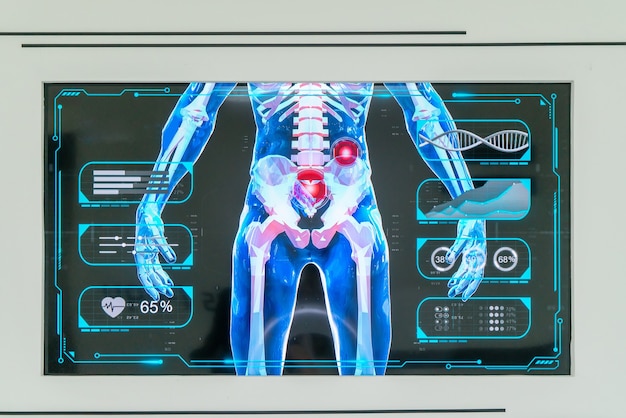 Digital manikin, human skeleton display