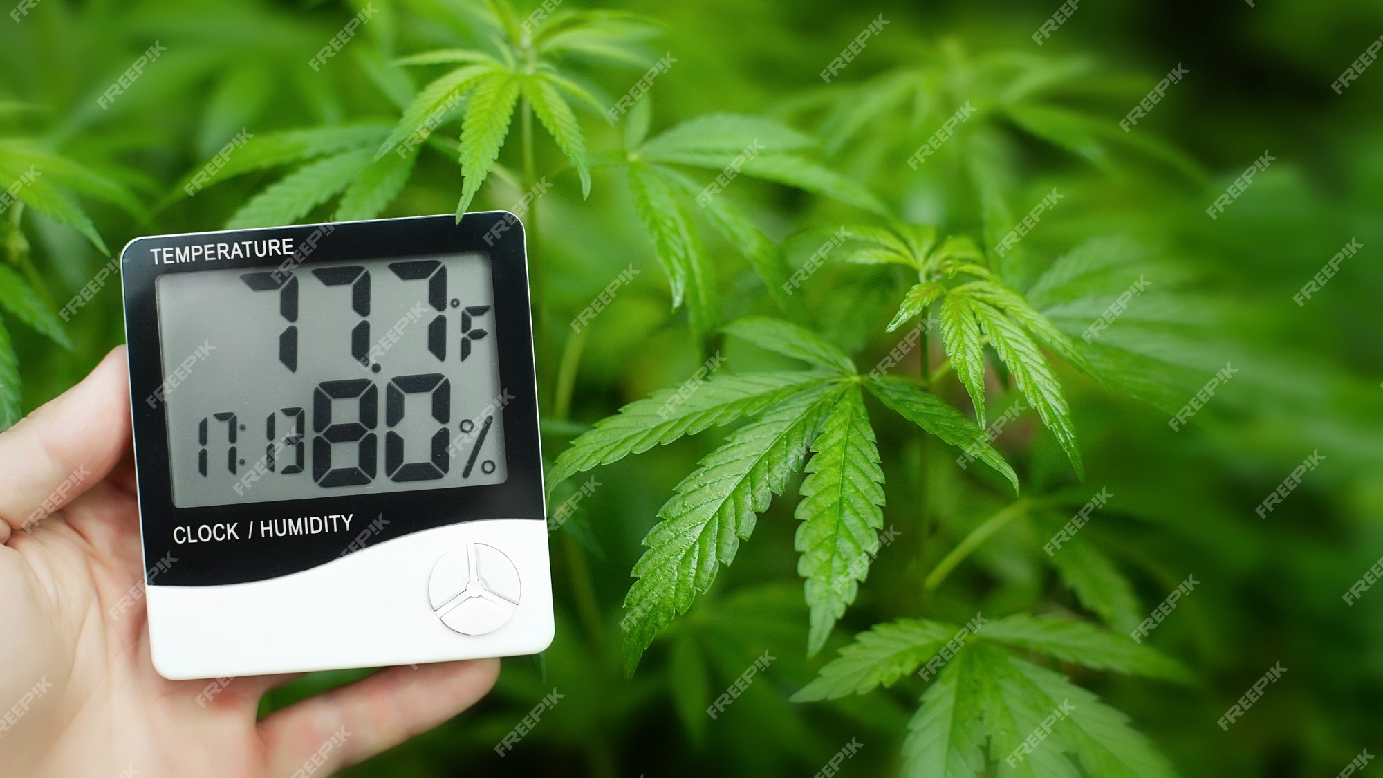 https://img.freepik.com/premium-photo/digital-thermometer-hygrometer-hand-contactless-control-growth-conditions-marijuana-cannabis-weed-hemp-medical-marijuana-concept_370433-724.jpg?w=2000