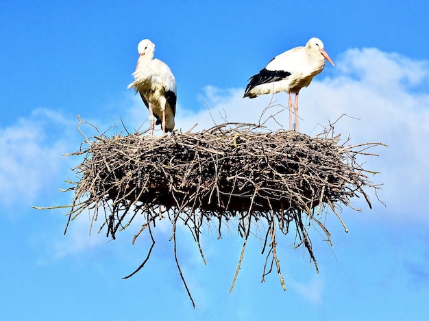 Digitale samengestelde afbeelding van ooievaars in een nest tegen de lucht