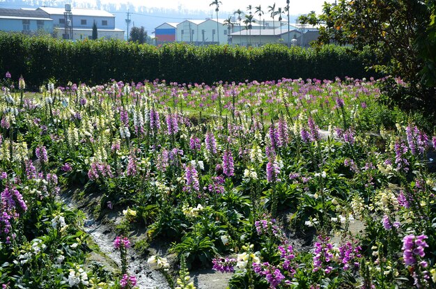 Digitalis purpurea Common Foxglove