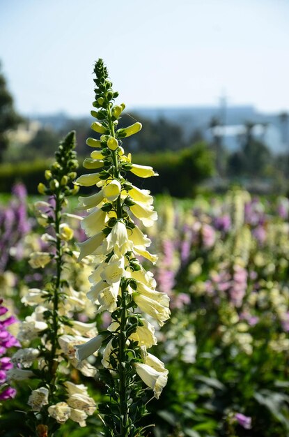 Digitalis purpurea Common Foxglove