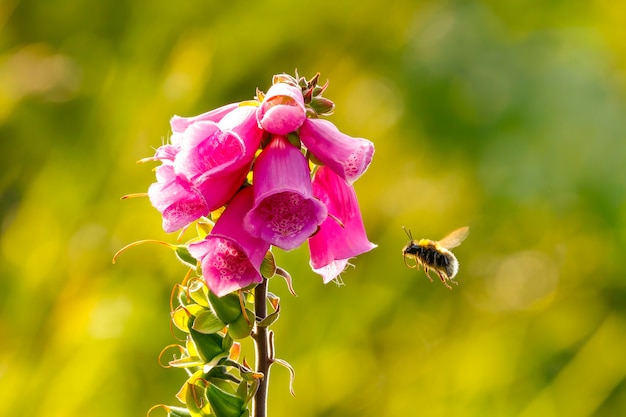 Digitalis purpurea, 디기탈리스 또는 단물 꽃 옆에 꿀벌이 날아 다니는 꽃