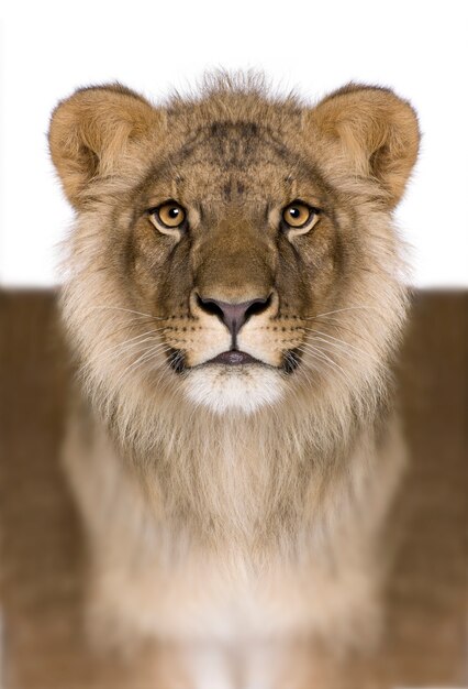 Foto leone potenziato digitalmente, panthera leo, isolato