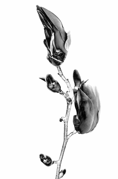 Digitally modified image of early spring blooming magnolia buds isolated on a white background Solarization black and white effect