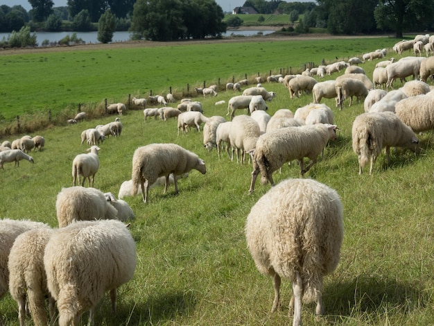 dijk bij de Rijn