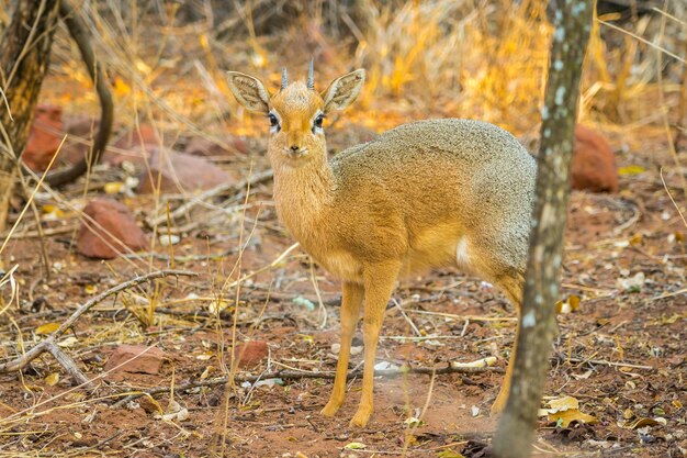 Антилопа Dik dik в национальном парке плато Waterberg в Намибии, Африке.