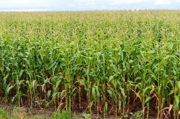 Dik eindeloos groen veld van hoge maïs.